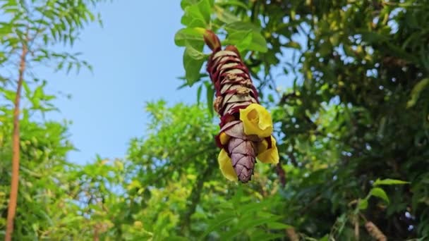 野生的挂着的葡萄酒 金银花 迷人的花朵 — 图库视频影像