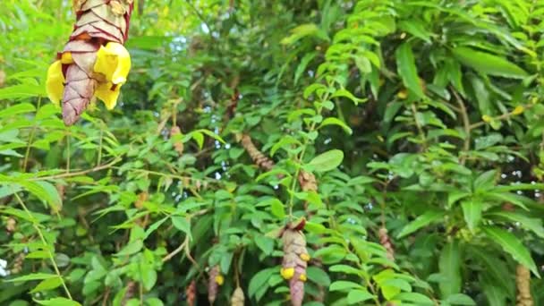 Selvagem Pendurado Vinícola Gmelina Philippensis Charme Flores — Vídeo de Stock