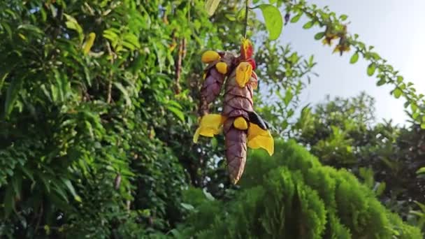 Vahşi Bağbozumu Gmelina Philippensis Cazibe Çiçekleri — Stok video