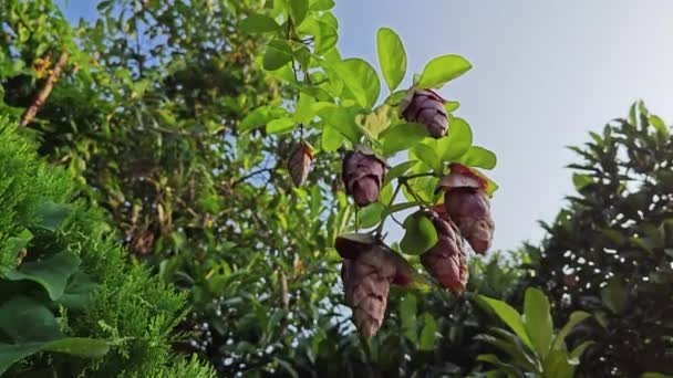 Dzikie Wiszące Vinery Gmelina Philippensis Urok Kwiaty — Wideo stockowe