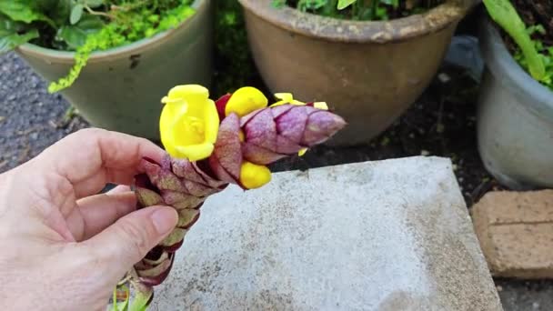 野生的挂着的葡萄酒 金银花 迷人的花朵 — 图库视频影像
