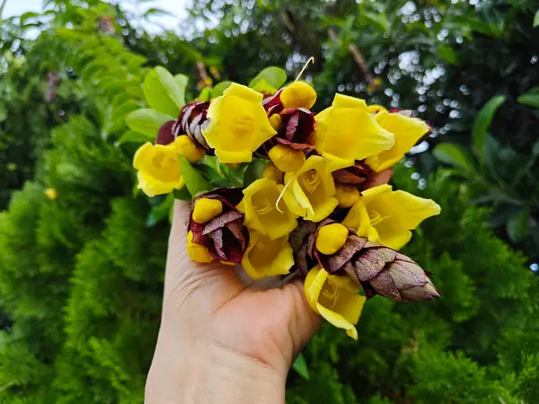 Stock image wild hanging vinery gmelina philippensis charm flowers. 