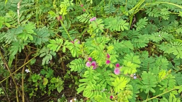 Crescimento Prado Com Mimosa Invisa Giant Sensitive Plant — Vídeo de Stock
