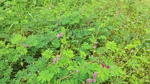 米莫萨签证巨型敏感植物生长在草场上 — 图库视频影像