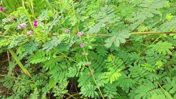 Κατάφυτη Βλάστηση Λιβαδιών Φυτό Mimosa Invisa Giant Sensitive — Αρχείο Βίντεο