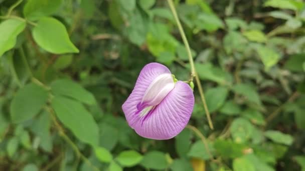 Opknoping Wild Violet Aangewakkerd Vlinder Erwt Bloem — Stockvideo