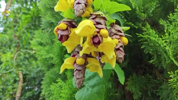 Άγρια Κρεμασμένα Άνθη Γοητείας Gmelina Philippensis — Αρχείο Βίντεο