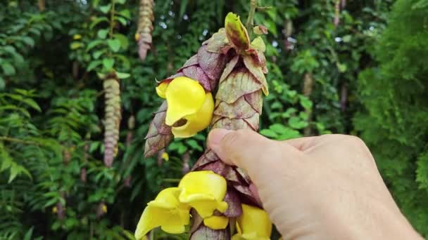 Άγρια Κρεμασμένα Άνθη Γοητείας Gmelina Philippensis — Αρχείο Βίντεο