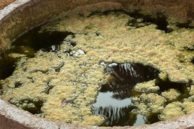 Kuyunun yüzeyinde yüzen yeşil alg atığının kızılötesi görüntüsü.