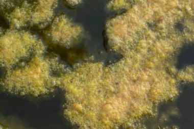 Kuyunun yüzeyinde yüzen yeşil alg atığının kızılötesi görüntüsü.