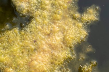 Kuyunun yüzeyinde yüzen yeşil alg atığının kızılötesi görüntüsü.