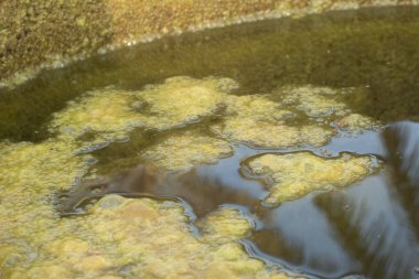Kuyunun yüzeyinde yüzen yeşil alg atığının kızılötesi görüntüsü.