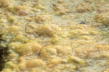 Kuyunun yüzeyinde yüzen yeşil alg atığının kızılötesi görüntüsü.