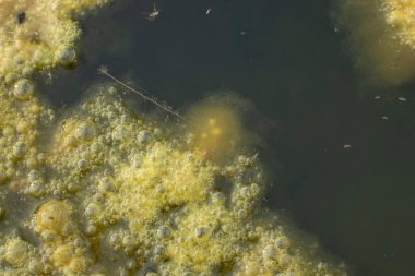 Kuyunun yüzeyinde yüzen yeşil alg atığının kızılötesi görüntüsü.