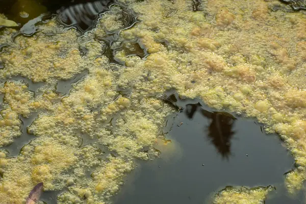 Инфракрасное Изображение Зеленоватого Ила Водорослей Плавающего Поверхности Скважины — стоковое фото