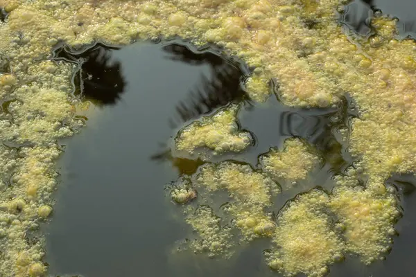 井戸の表面に浮かぶ緑色の藻の汚泥の赤外線イメージ — ストック写真