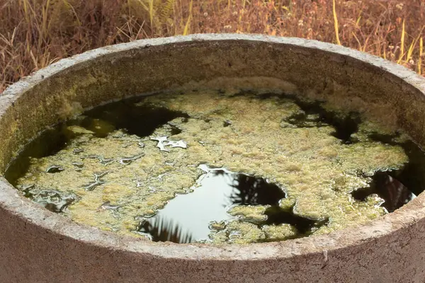 Infračervený Obraz Zeleného Kalu Řas Plovoucího Povrchu Studny — Stock fotografie