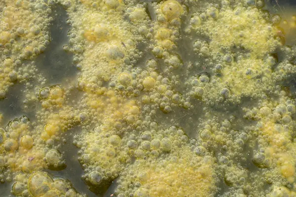 Infrared Image Greenish Algae Sludge Floating Surface Well — Stock Photo, Image