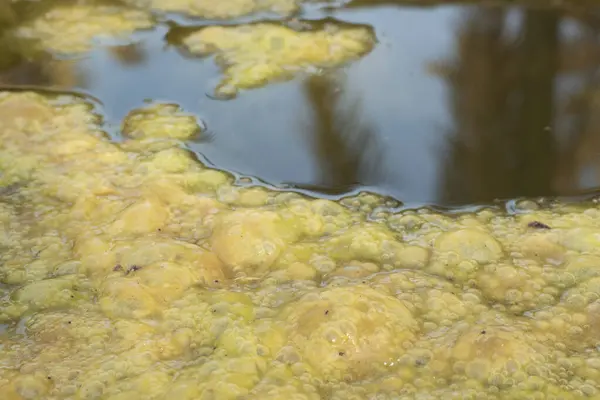 井戸の表面に浮かぶ緑色の藻の汚泥の赤外線イメージ — ストック写真