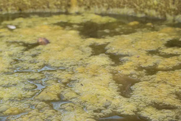 Инфракрасное Изображение Зеленоватого Ила Водорослей Плавающего Поверхности Скважины — стоковое фото