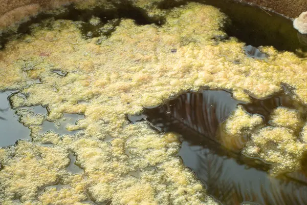 Imagem Infravermelha Lamas Algas Esverdeadas Flutuando Superfície Poço — Fotografia de Stock
