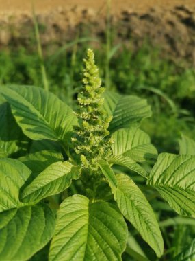 yabani yapraklı yenilebilir amaranthus spinosus ot bitkisi.