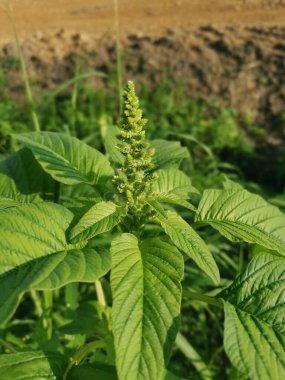 yabani yapraklı yenilebilir amaranthus spinosus ot bitkisi.