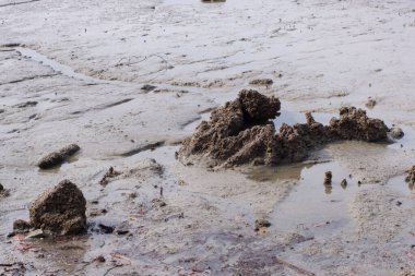 Düşük gelgitli sahildeki bataklık çamur plajı çevresinin kızılötesi görüntüsü..