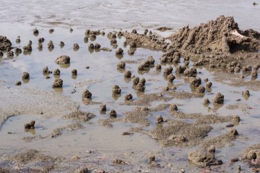 Düşük gelgitli sahildeki bataklık çamur plajı çevresinin kızılötesi görüntüsü..