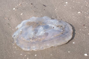Kumsaldaki ölü beyaz şeffaf denizanasının kızılötesi görüntüsü..