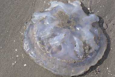 Kumsaldaki ölü beyaz şeffaf denizanasının kızılötesi görüntüsü..