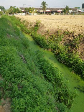 Kırsal kanalizasyonun yüzeyinde yüzen yeşil yosun atığı.