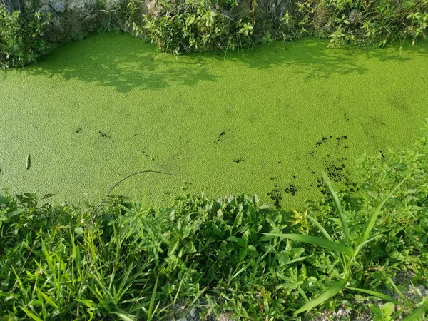 Greenish Algae Sludge Floating Surface Rural Drain — Stock Photo, Image