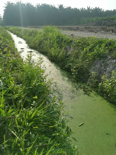 Boues Algues Verdâtres Flottant Surface Drain Rural — Photo