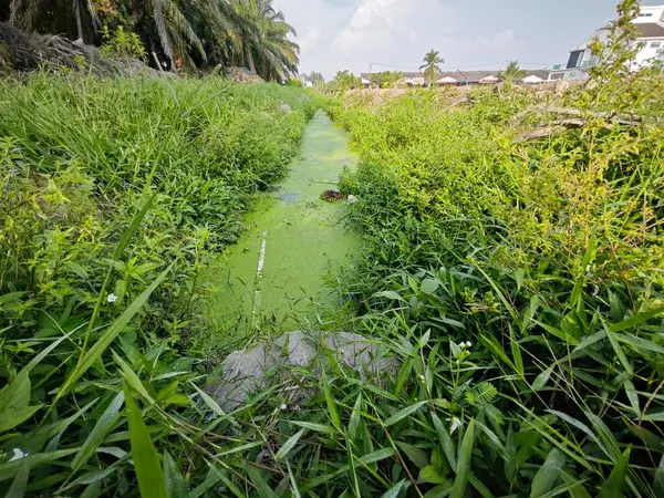 Kırsal Kanalizasyonun Yüzeyinde Yüzen Yeşil Yosun Atığı — Stok fotoğraf