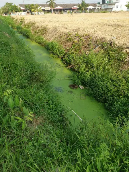 Greenish Algae Sludge Floating Surface Rural Drain — Stock Photo, Image