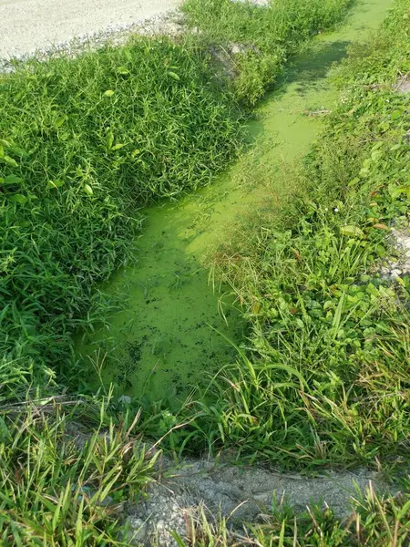 Zielonkawy Osad Alg Unoszący Się Powierzchni Odpływu Wiejskiego — Zdjęcie stockowe