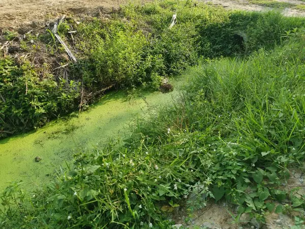 Boues Algues Verdâtres Flottant Surface Drain Rural — Photo