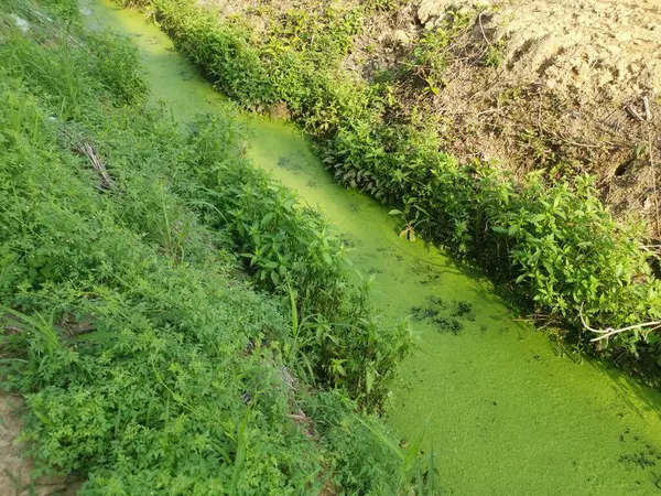 Kırsal Kanalizasyonun Yüzeyinde Yüzen Yeşil Yosun Atığı — Stok fotoğraf