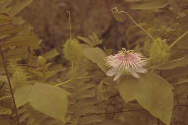 infrared image of wild Passiflora foetida flower in the bushy meadow.  clipart