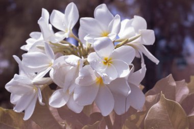 Daldaki beyaz plumeria alba 'nın kızılötesi görüntüsü.