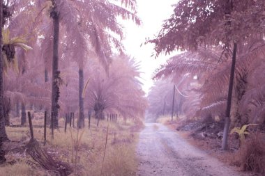 infrared image of setaria knootroot bristlegrass by the rural pathway.  clipart
