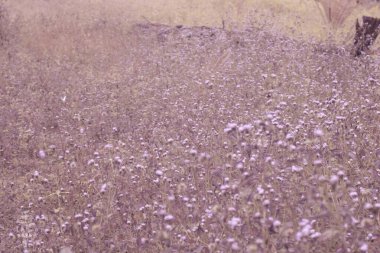 Ageratum conyzoides otuyla dolu çayırın kızılötesi görüntüsü..