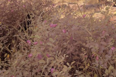 Yabani çayırların etrafında büyüyen pembe kelebek bezelye çiçeklerinin kızılötesi görüntüsü..  