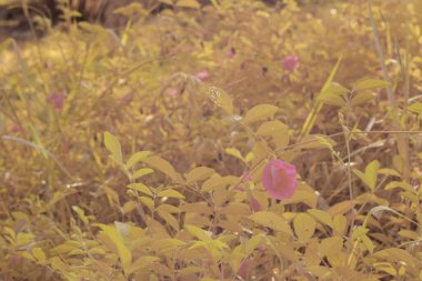 Yabani çayırların etrafında büyüyen pembe kelebek bezelye çiçeklerinin kızılötesi görüntüsü..  
