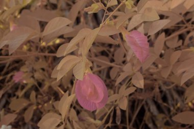 Yabani çayırların etrafında büyüyen pembe kelebek bezelye çiçeklerinin kızılötesi görüntüsü..  