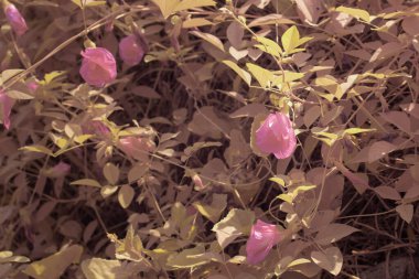 Yabani çayırların etrafında büyüyen pembe kelebek bezelye çiçeklerinin kızılötesi görüntüsü..  