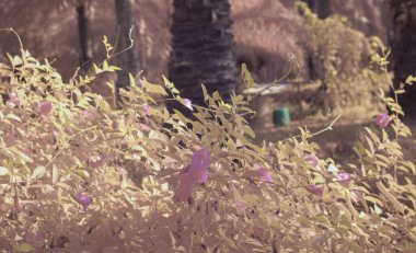 Yabani çayırların etrafında büyüyen pembe kelebek bezelye çiçeklerinin kızılötesi görüntüsü..  