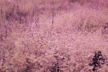 infrared image of meadow filled with tiny ageratum conyzoides weed. clipart