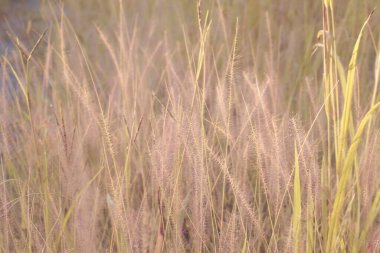 Çalı pembe fıskiyelerin vahşi çayırlardaki kızılötesi görüntüsü..
